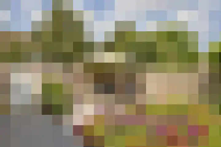 Vrouwenmantel 1 Berkel-Enschot thumbnail 27