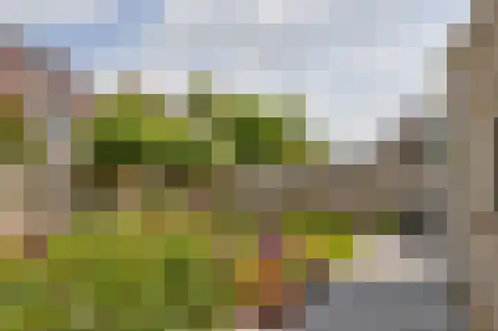 Vrouwenmantel 1 Berkel-Enschot thumbnail 29