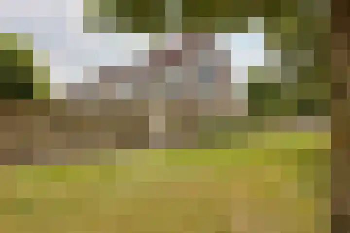 Vrouwenmantel 1 Berkel-Enschot thumbnail 33