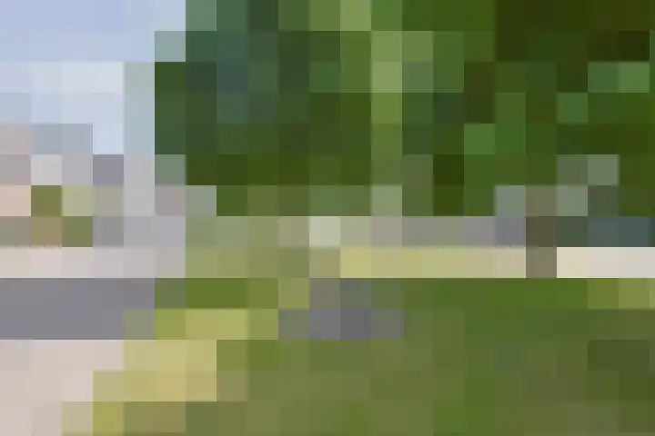 Vrouwenmantel 1 Berkel-Enschot thumbnail 34