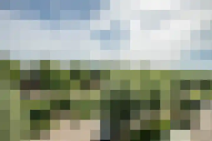 Vrouwenmantel 21 Schoonhoven thumbnail 37