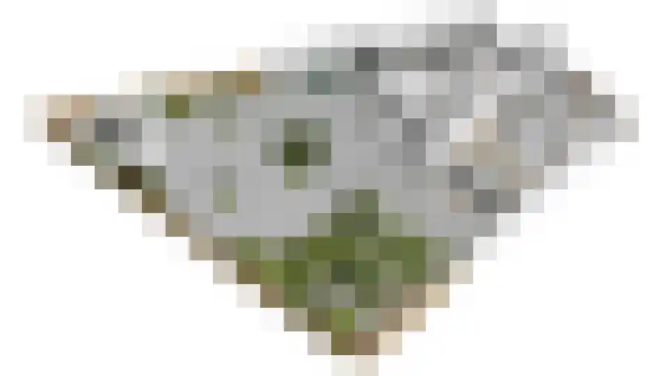 Vrouwenmantel 6 Berkel-Enschot thumbnail 61