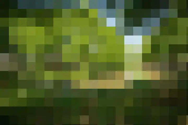 Vrouwenmantel 7 Breukelen thumbnail 41