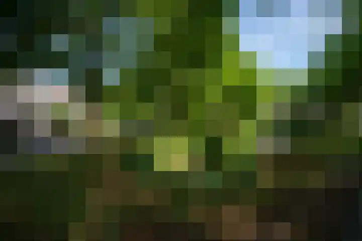 Vrouwenmantel 7 Breukelen thumbnail 42