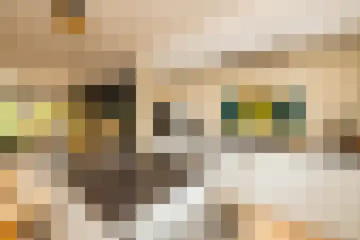 Vrouwenmantel 81 Schoonhoven thumbnail 21