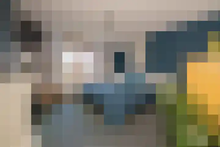 Vrouwenmantel 81 Schoonhoven thumbnail 30