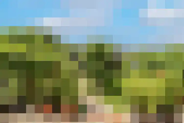 Vrouwenmantel 81 Schoonhoven thumbnail 55