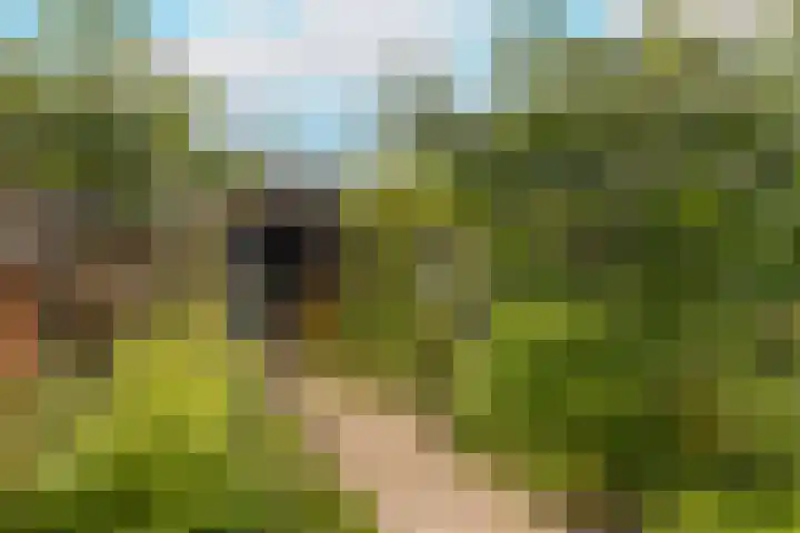 Vrouwenmantel 81 Schoonhoven thumbnail 56