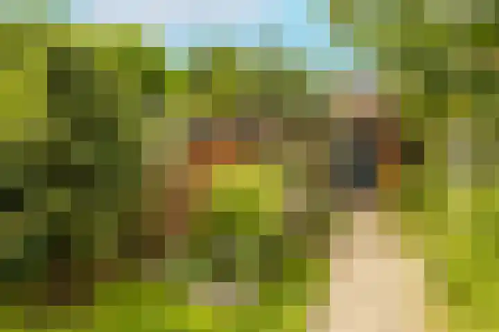 Vrouwenmantel 81 Schoonhoven thumbnail 57