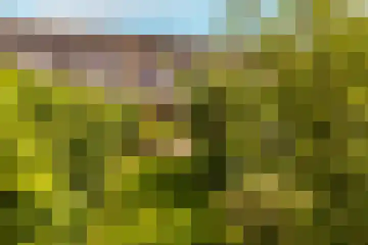 Vrouwenmantel 81 Schoonhoven thumbnail 58