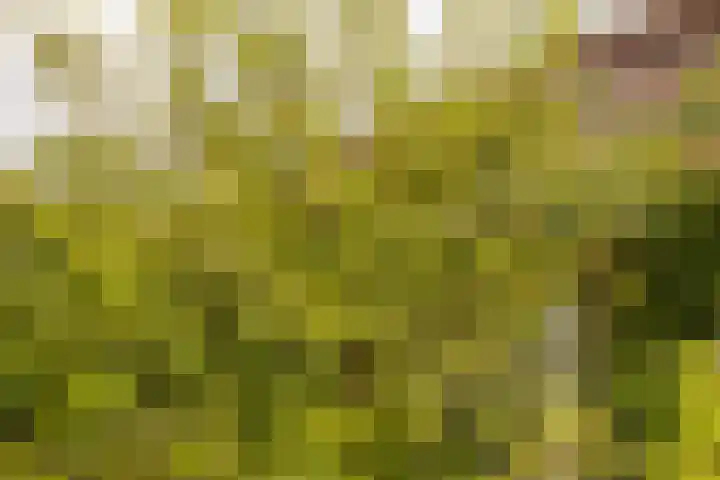 Vrouwenmantel 81 Schoonhoven thumbnail 60