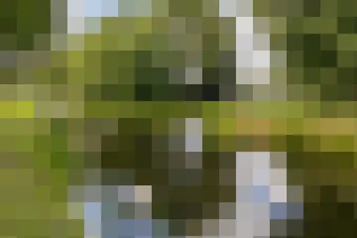 Vrouwenmantel 81 Schoonhoven thumbnail 69