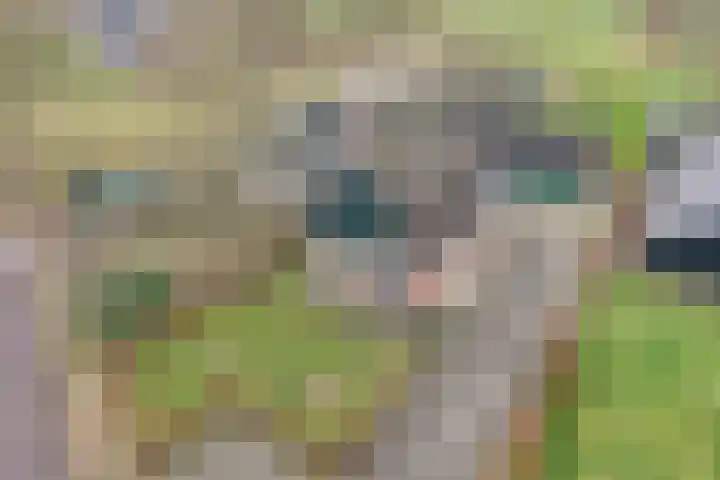Vuile Riete 25 Linde thumbnail 5