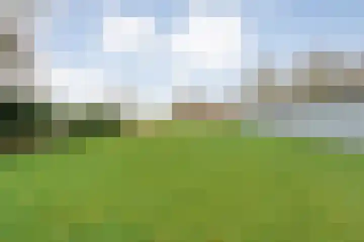 Vuile Riete 25 Linde thumbnail 50
