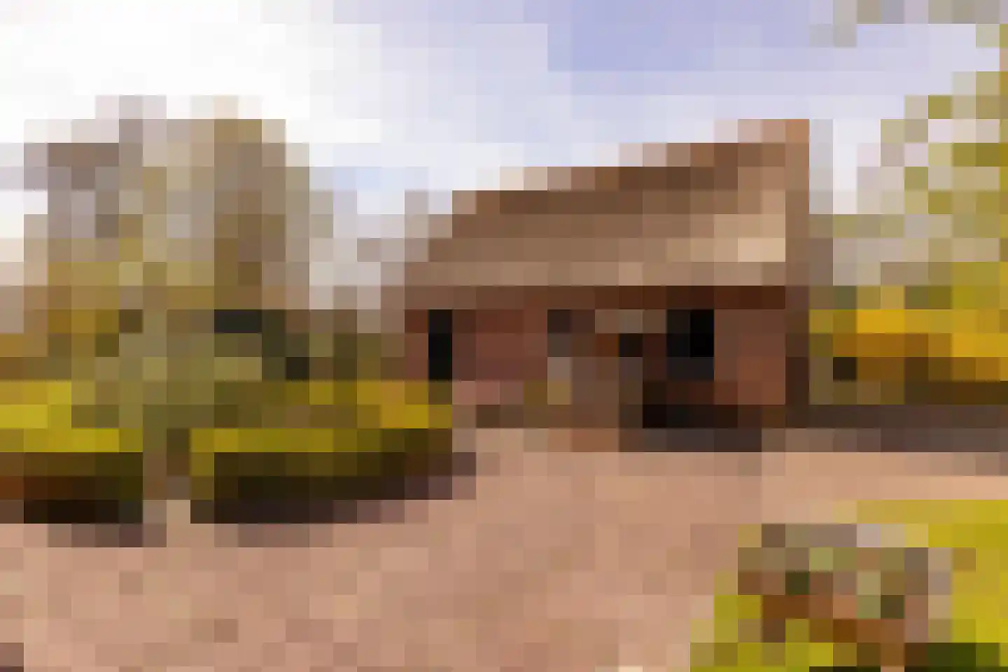 Vuile Riete 40 Linde thumbnail 60