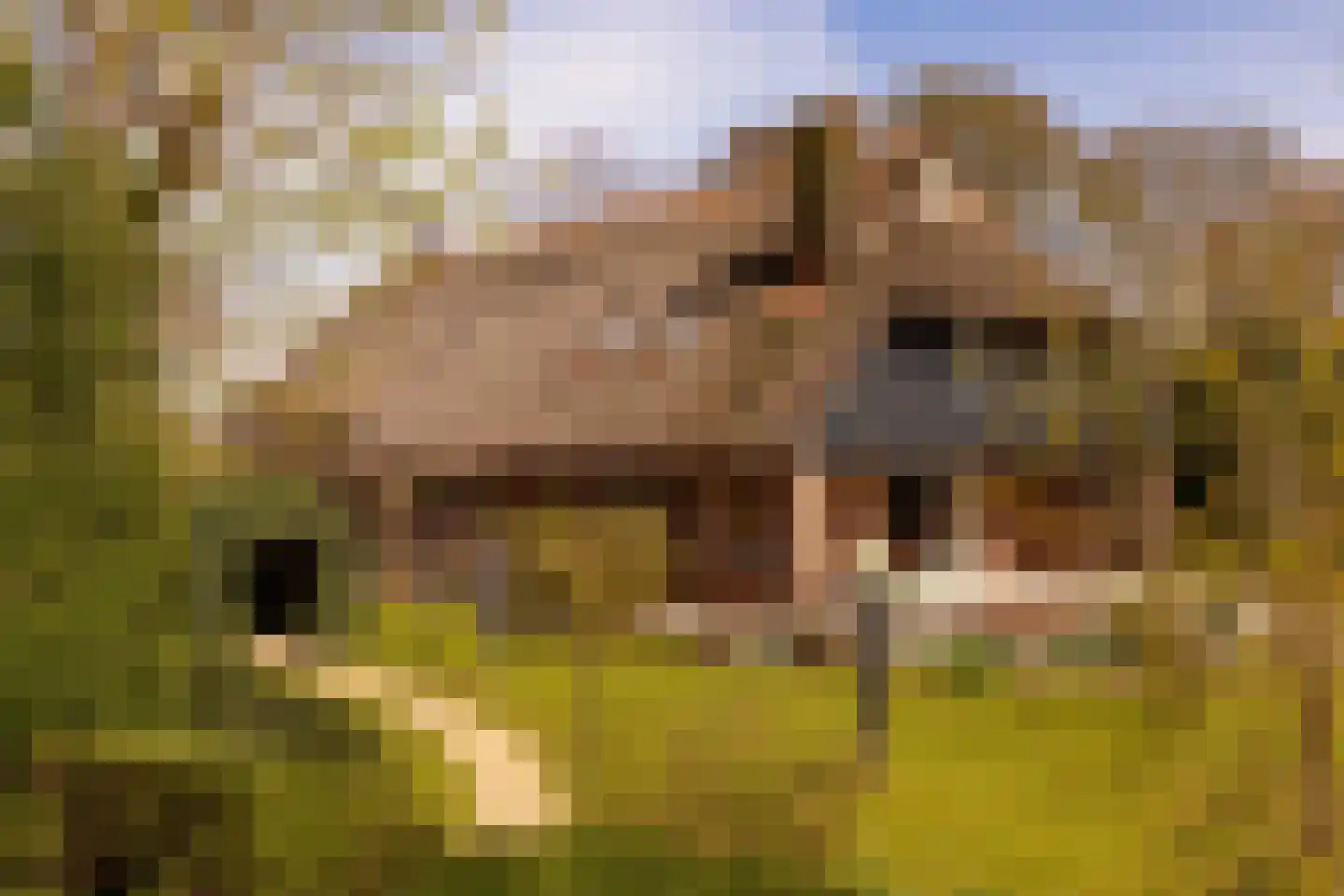 Vuile Riete 40 Linde thumbnail 73
