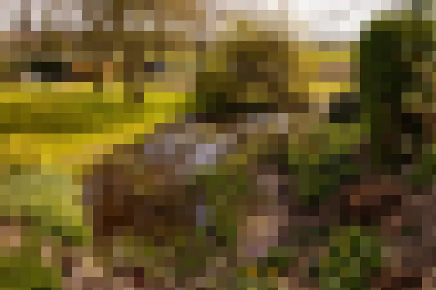 Vuile Riete 40 Linde thumbnail 80