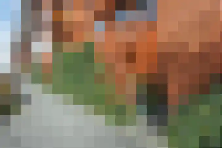 Vurehout 213 Zaandam thumbnail 31