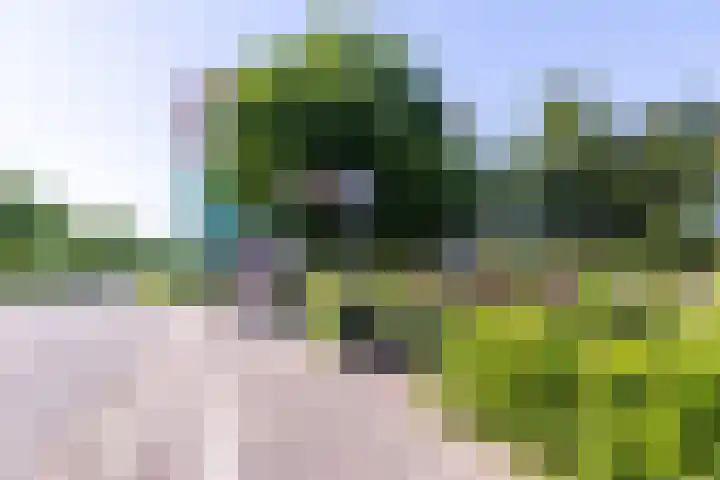 Vurehout 305 Zaandam thumbnail 36