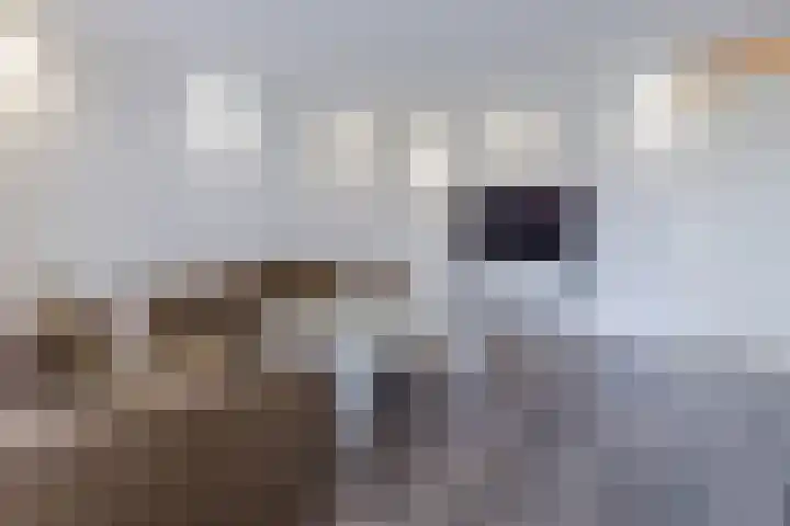 Vurehout 329 Zaandam thumbnail 16