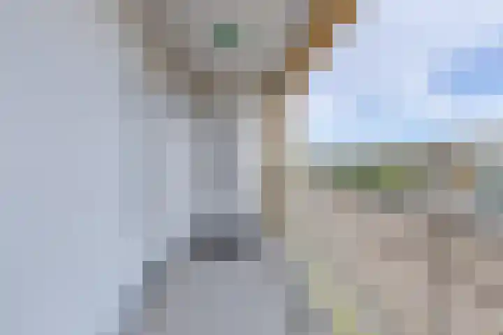 Vurehout 519 Zaandam thumbnail 34