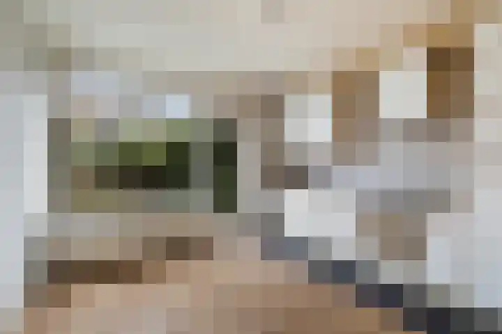 Vuurdoornlaan 17 Pijnacker thumbnail 8