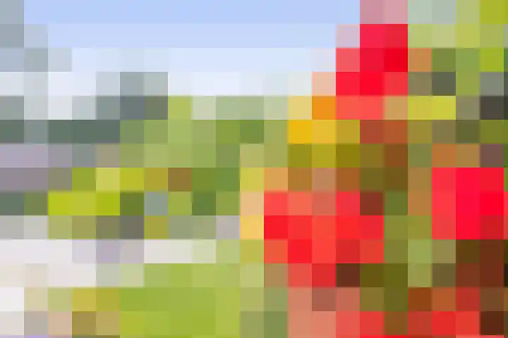 Vuurdoornlaan 42 Pijnacker thumbnail 24