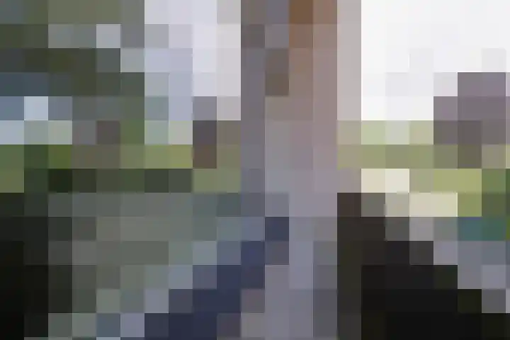 Vuurdoornstraat 16 Vaassen thumbnail 4