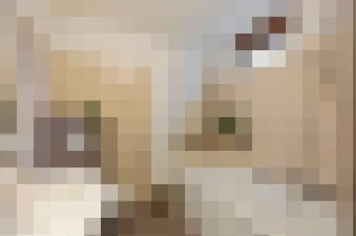 Vuurdoornstraat 4 Echt thumbnail 21