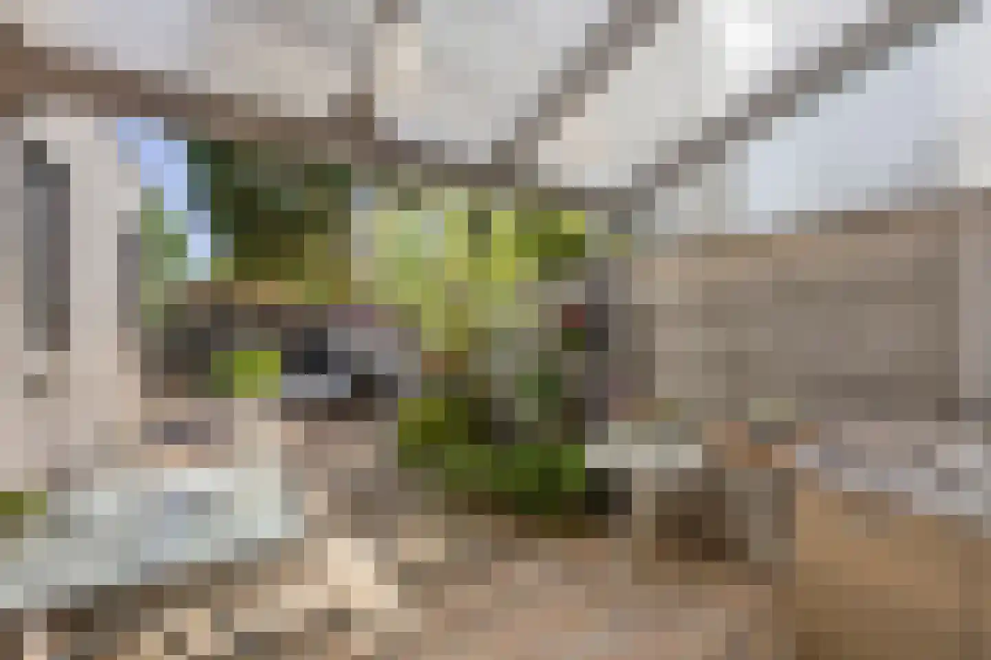 Vuurdoornstraat 8 Echt thumbnail 42