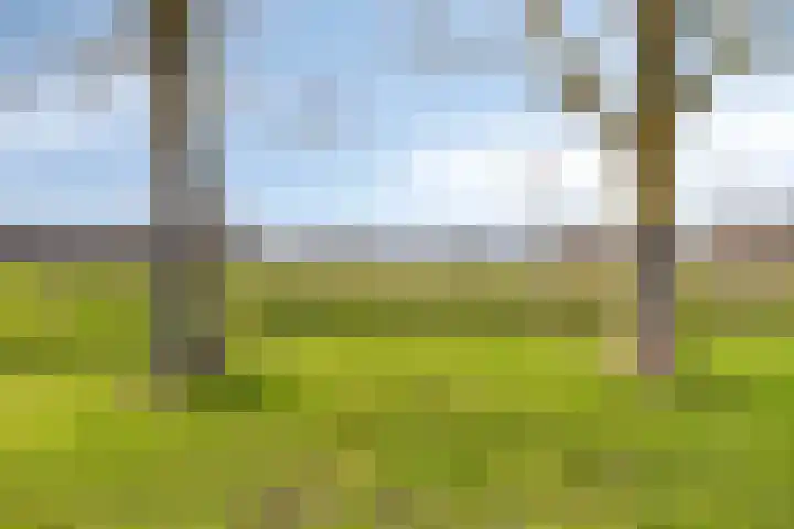 Vuurdoornweg 28 Schoorl thumbnail 43