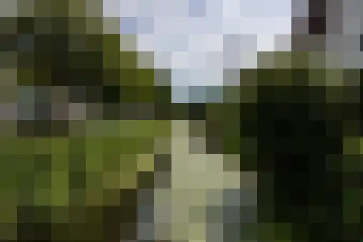 Vuursalamander 3 Amersfoort thumbnail 36