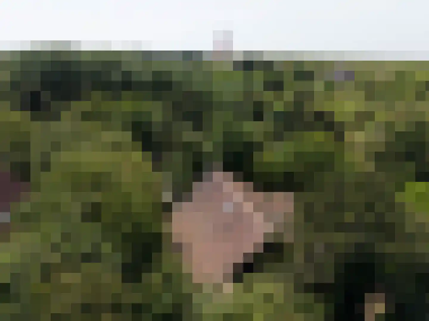 Vuurtorenpad 12 A Schiermonnikoog thumbnail 4
