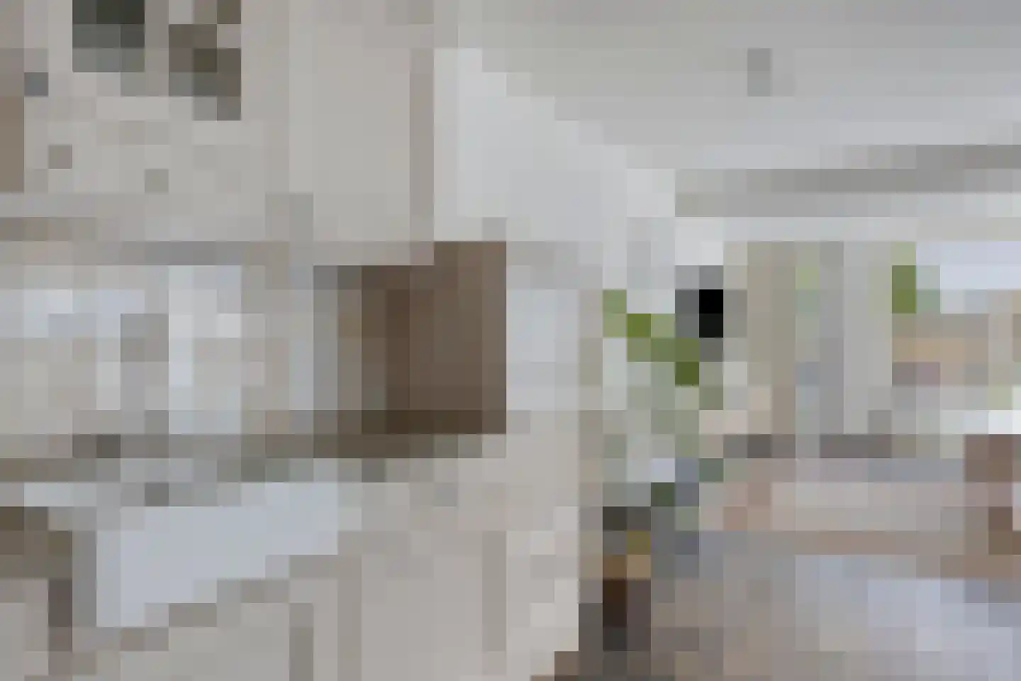 Vuurvlinder 10 Oss thumbnail 7
