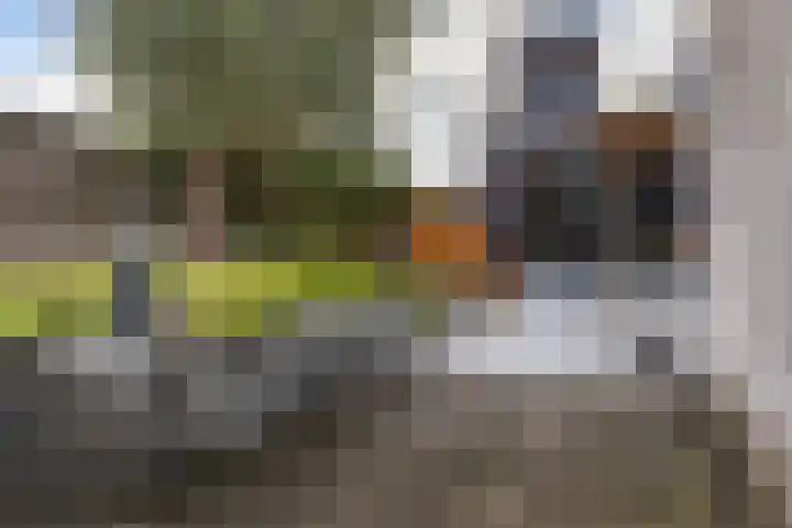 Vuurvlinder 146 Apeldoorn thumbnail 18