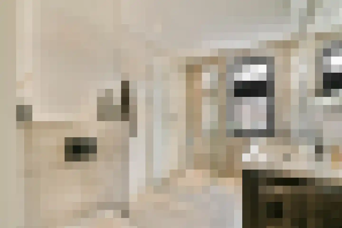Vuurvlinder 15 's-Gravenzande thumbnail 14
