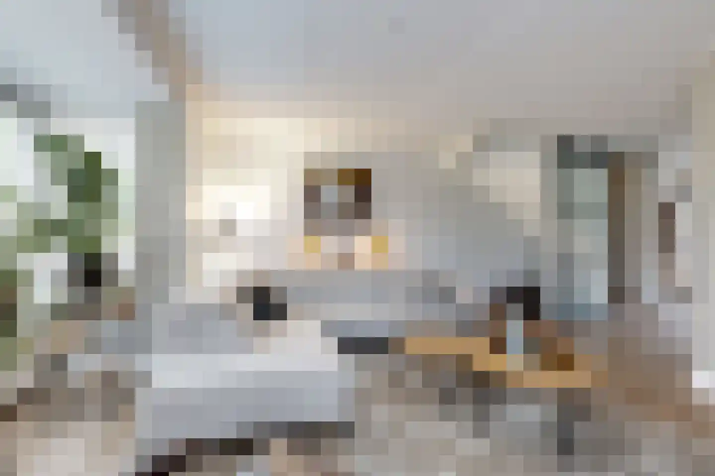 Vuurvlinder 17 Standdaarbuiten thumbnail 13