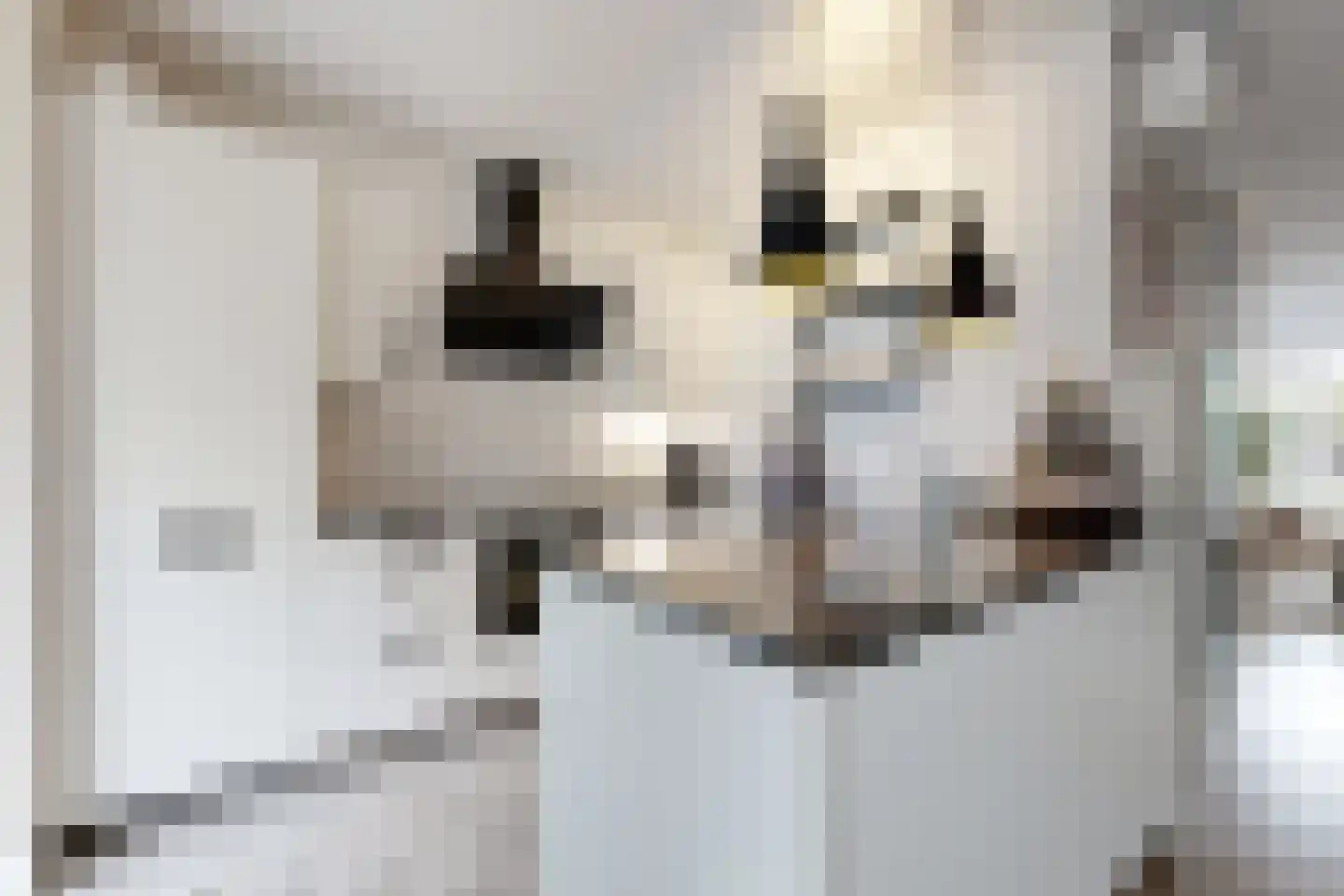 Vuurvlinder 17 Standdaarbuiten thumbnail 23