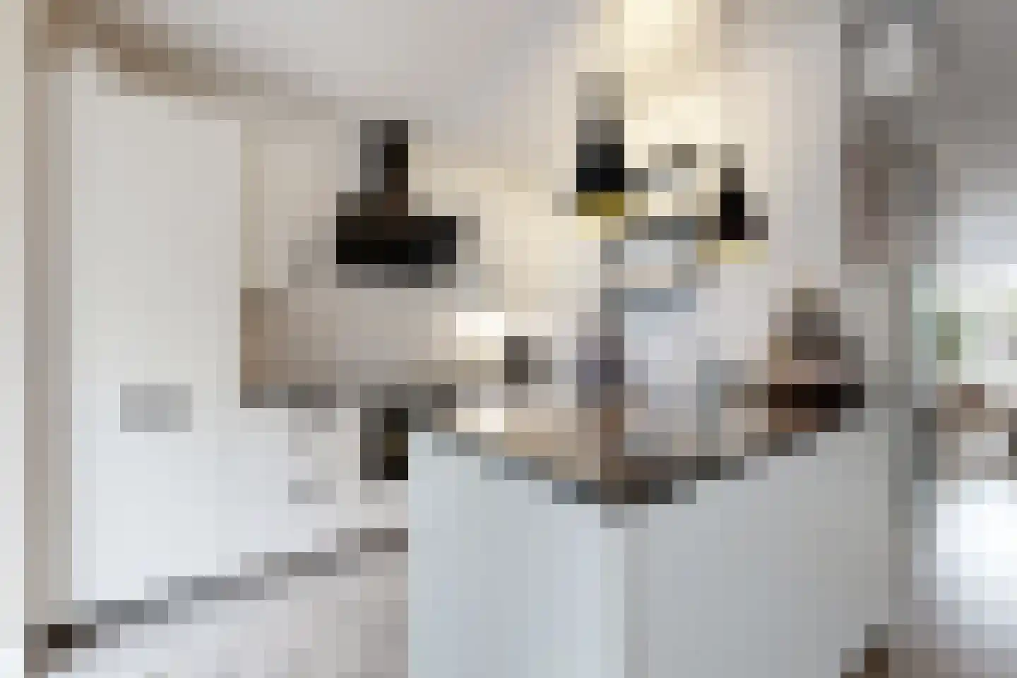 Vuurvlinder 17 Standdaarbuiten thumbnail 4