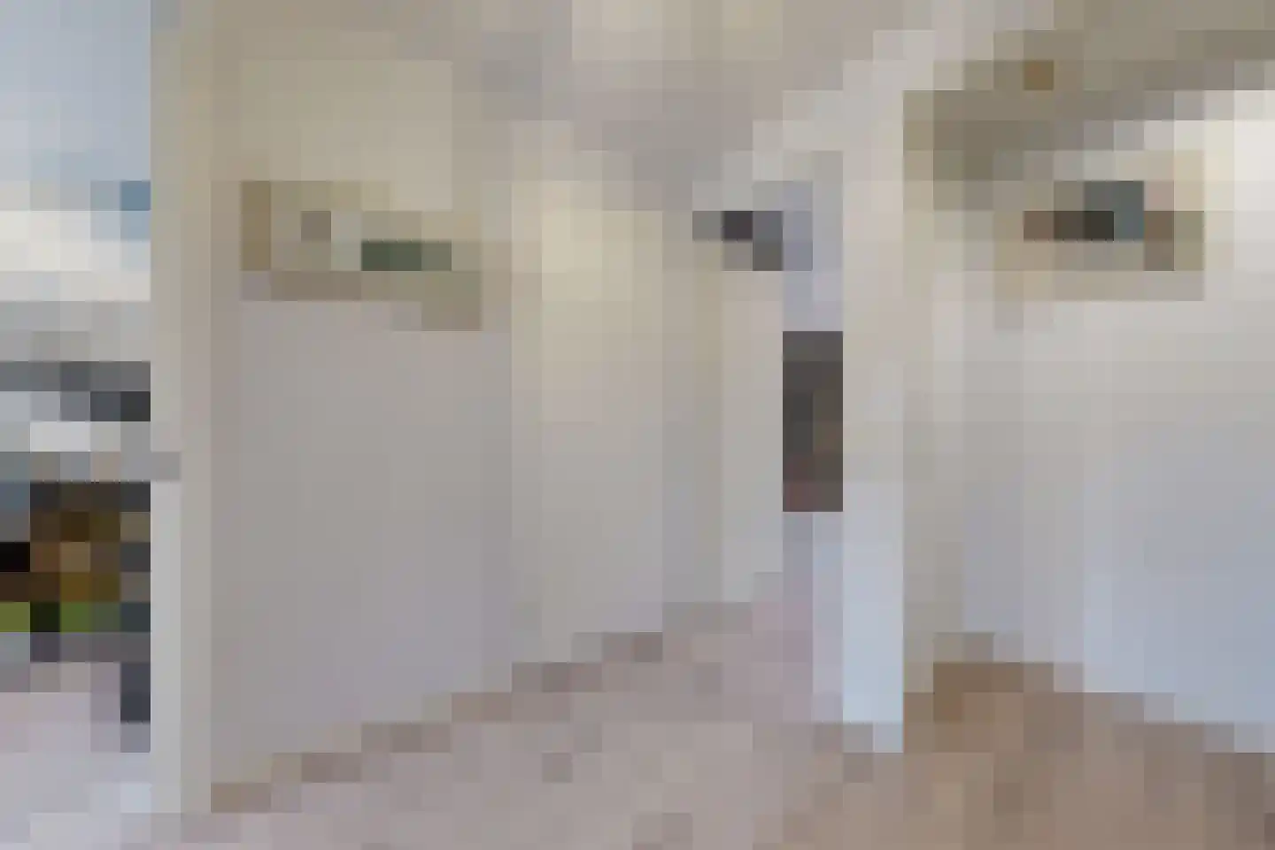 Vuurvlinder 17 Standdaarbuiten thumbnail 43