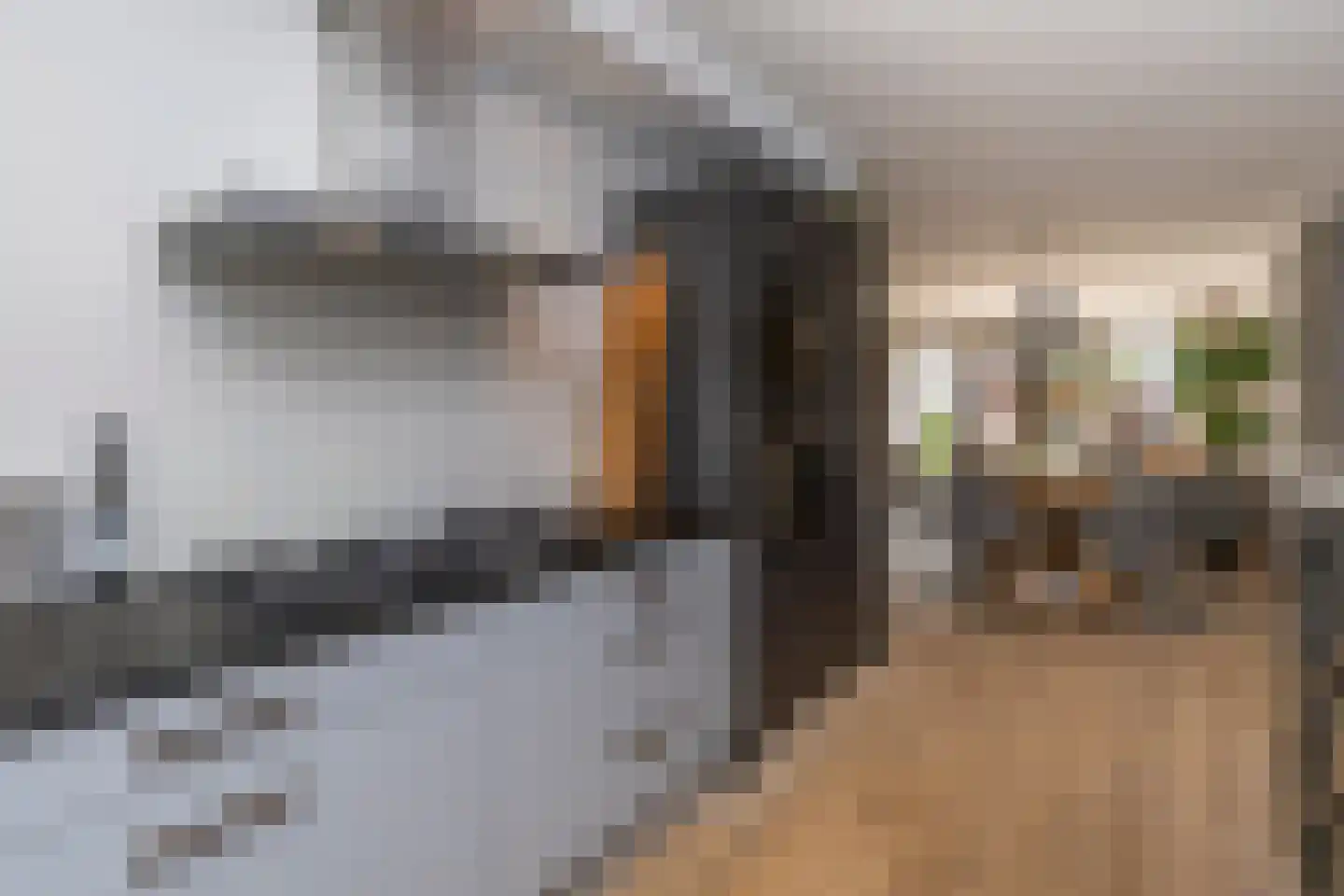 Vuurvlinder 21 's-Gravenzande thumbnail 11