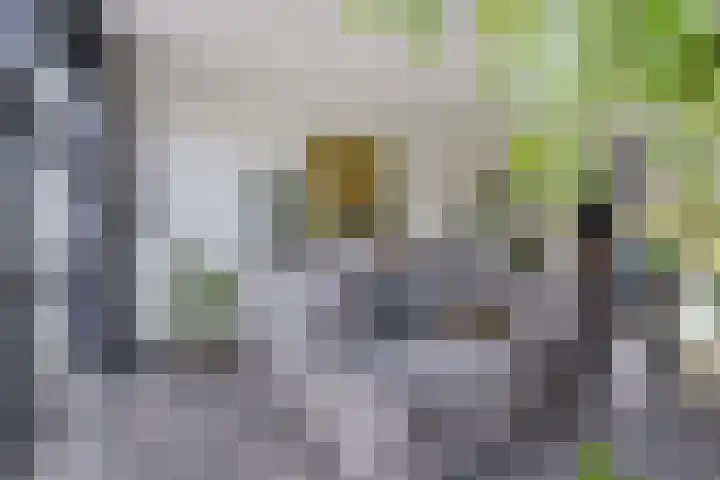 Vuurvlinder 21 Sneek thumbnail 4