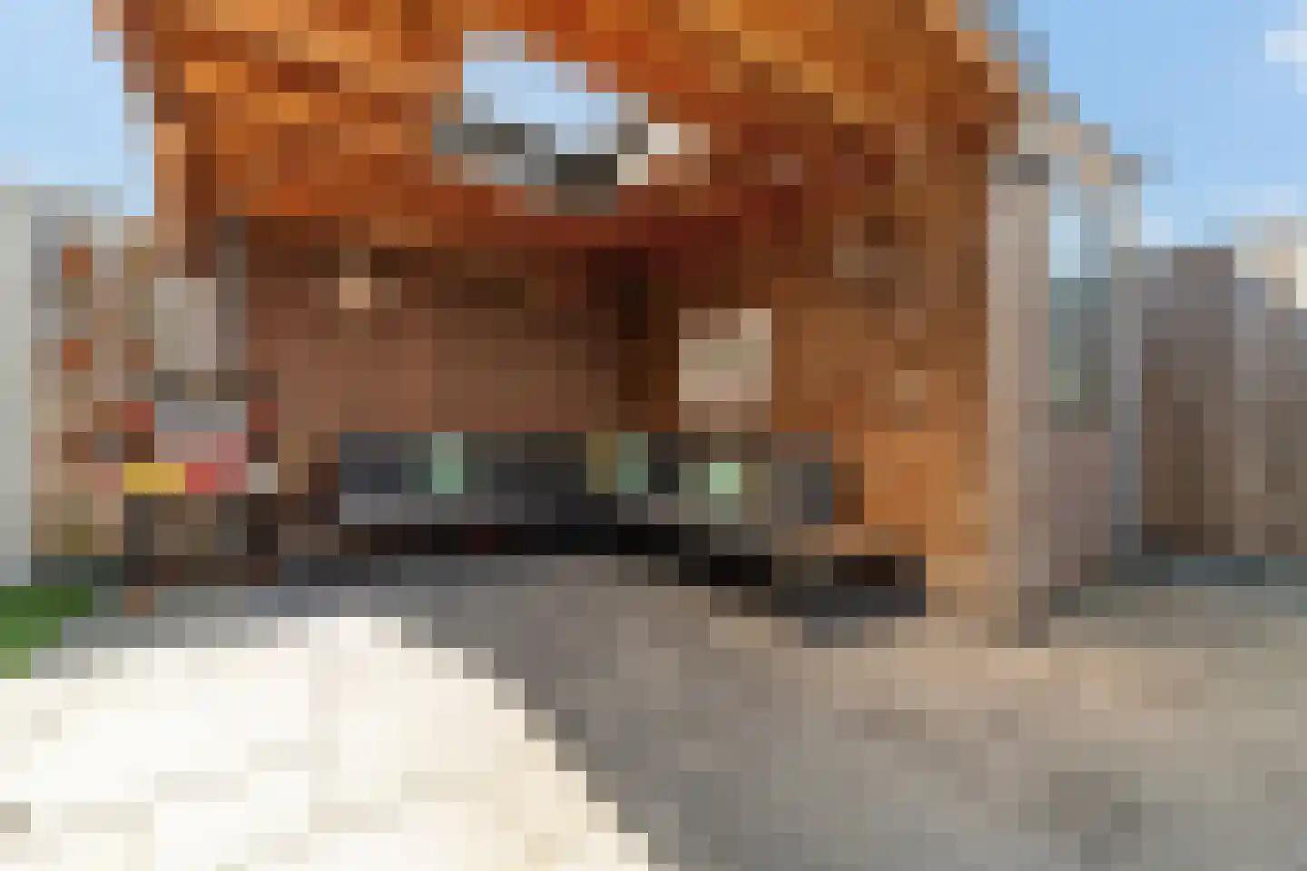 Vuurvlinder 23 's-Gravenzande thumbnail 37