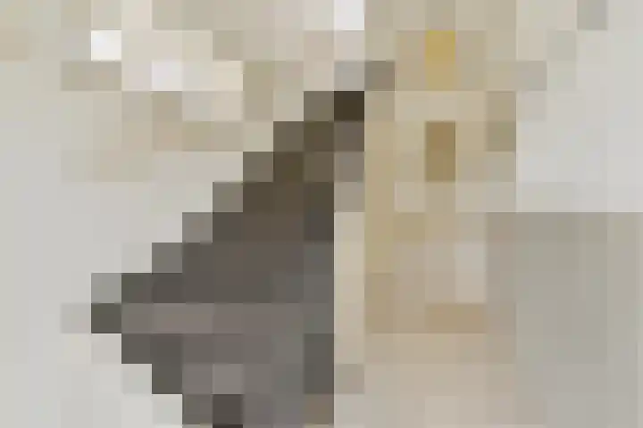 W. Warnaarlaan 21 Sassenheim thumbnail 6