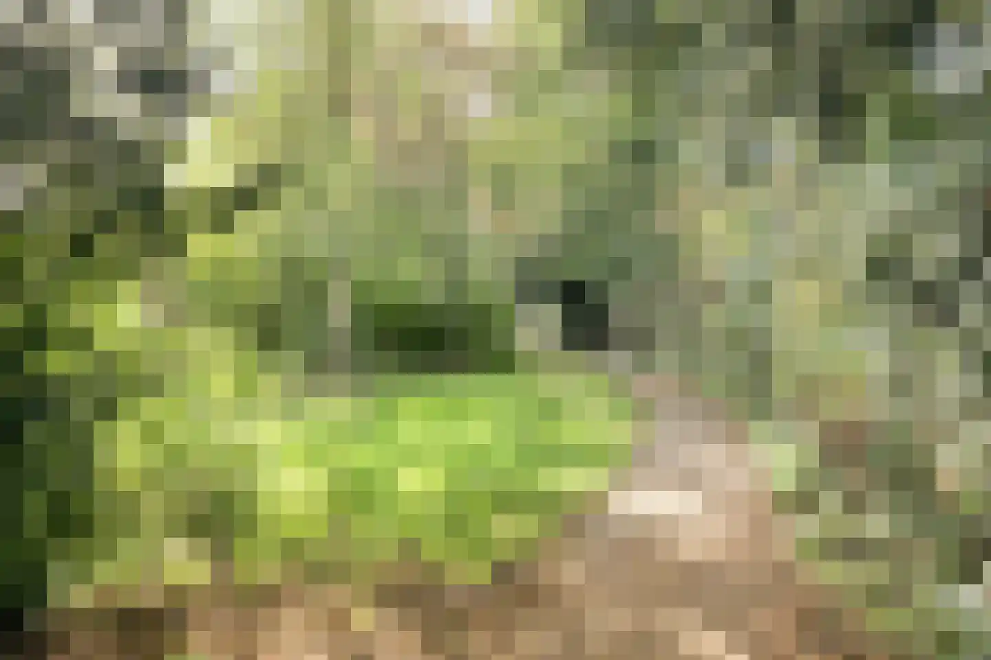 Waaierdans 48 Capelle aan den IJssel thumbnail 50