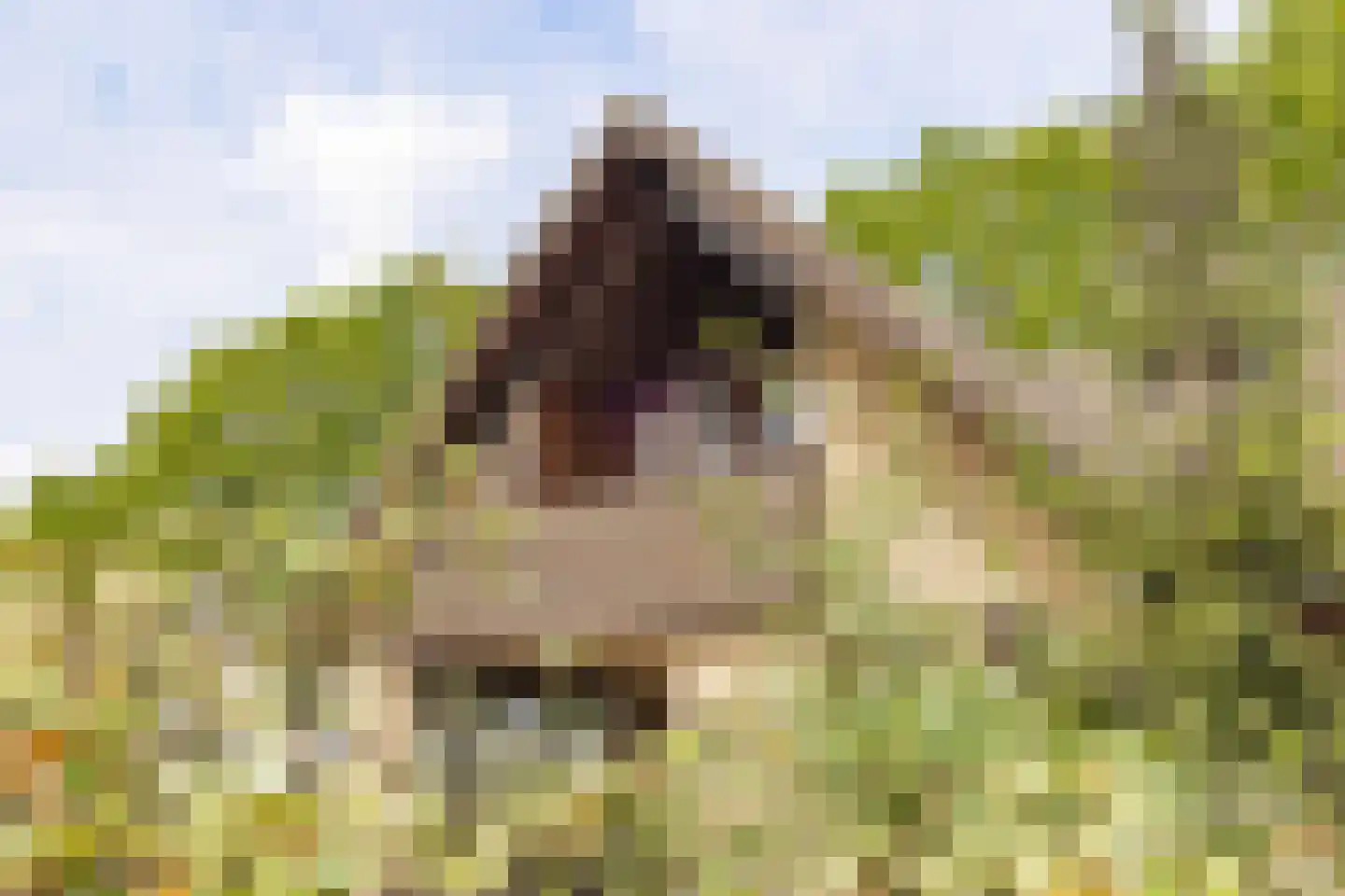 Waaijenbergstraat 2 Zundert thumbnail 36