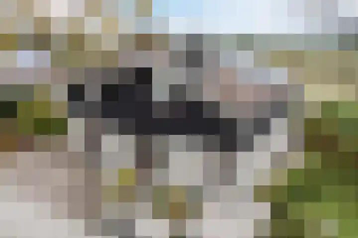 Waal 88 Zaandam thumbnail 6