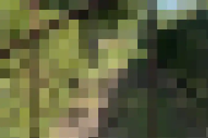 Waalbandijk 114 Heesselt thumbnail 57