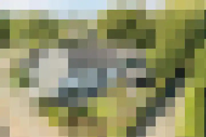 Waalbandijk 114 Heesselt thumbnail 76