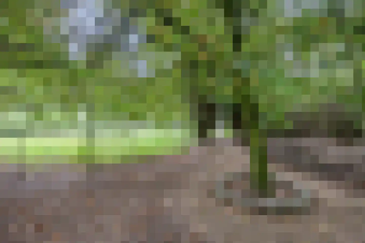 Waalbandijk 116 Dodewaard thumbnail 63